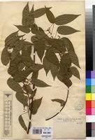 Image result for Baphia multiflora