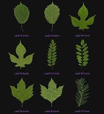 Download New Free 8k Leaves 3d Wolf Free Free Textures Aster Flower
