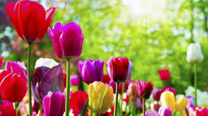 Image result for april money