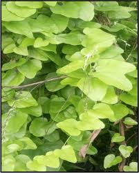 Image result for Cocculus hirsutus