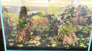 Image result for Nesaea sarcophylla