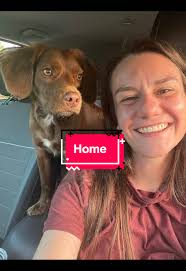 Just A Girl and Her Brittany Spaniel