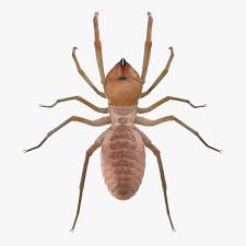 The story also goes that camel spiders inject humans with it and chew big. Solifugae Oder Kamelspinne 3d Modell Turbosquid 1195551