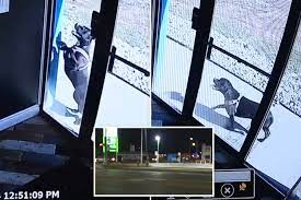 Pooch runs through busy traffic to get help at her doggy daycare after owner's car crashes