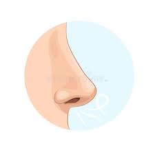See nose clipart stock video clips. Nose Stock Illustrations 106 012 Nose Stock Illustrations Vectors Clipart Dreamstime