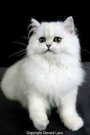 Baby Black And White Cat With Blue Eyes Persan Chinchilla Vwpics Russian Blue Cat Cute Cats Gorgeous Cats