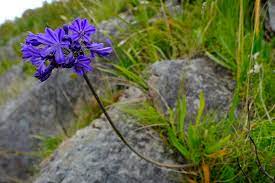 Agapanthus Africanus Wikipedia