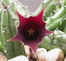 Image result for Huernia aspera