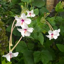 Image result for Mirabilis