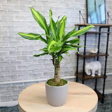 Image result for Carex steudneri