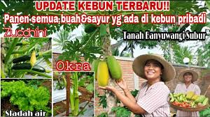 The lime green leaves in the left foreground are those of acer shirasawanum 'aureum'. Download Kebun Mp4 Mp3 3gp Naijagreenmovies Fzmovies Netnaija