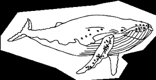 Maybe you would like to learn more about one of these? Types Of Whales Whale Species