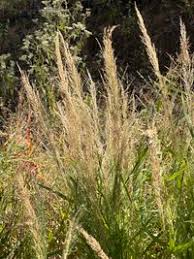 Image result for Eragrostis japonica
