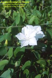 Image result for Jacquemontia