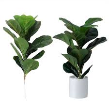 We did not find results for: Pokok Hiasan Tiruan Plastik Fiddle Fig Plant Only 1 2 Branch Es 1 2 Dahan Shopee Malaysia
