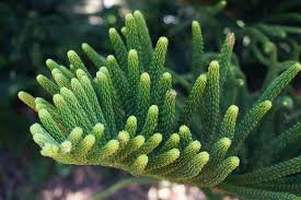 Image result for Araucaria columnaris