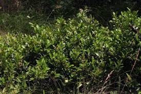 Image result for Secamone alpini