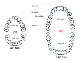 68 All Inclusive Diagram Of Teeth Numbers