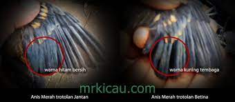 10 Perbedaan Anis Merah Jantan Dan Betina Mr Kicau