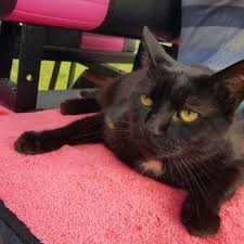 Like its sister hospital in nearby chesapeake, it draws from norfolk, suffolk and newport news, along with parts of north. Bay Beach Veterinary Hospital 12 Photos 78 Reviews Veterinarians 4340 Virginia Beach Blvd Virginia Beach Va Phone Number Yelp