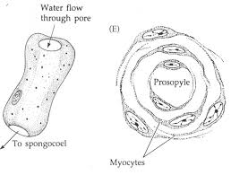 .(with spicules and the various sponges) draw and label a portion of obelia including a feeding polyp and reproductive polyp (note the medusae buds that can be seen within the reproductive polyps draw and label an obelia medusa a. Untitled Page