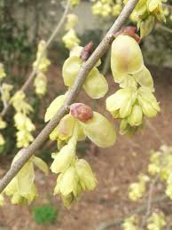 This shrub becomes 6 to 10 feet tall, with a similar spread. Plant Of The Day Corylopsis Spicata Golden Spring Winter Garden Yellow Flowers Plants