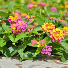 Image result for Lantana viburnoides