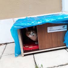 Adore Kedi Evi 2019 Mobilya Dekorasyon