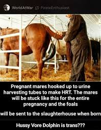 July 21, 2021 post a comment we did not find results for: Harvesting Tubes To Make Hrt The Mares Will Be Stuck Like This For The Entire Pregnancy And The Foals Will Be Sent To The Slaughterhouse When Born Hussy Vore Dolphin Is Trans
