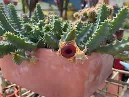 Image result for Huernia leachii
