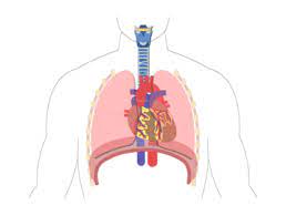 Circulatory System Quizzes Anatomy Physiology