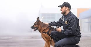 Réactivité, capacité à travailler en équipe et bonne pratique de la. Devenir Maitre Chien Le Metier Les Qualites Requises Et Les Debouches Possibles