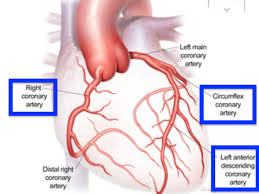 But as we know that there are exceptions everywhere and human body being on the top of the list, one can die due to a heart attack even within 5 minutes. Is A Heart Attack A Painful Death Quora