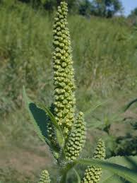 To hear audio pronunciation of this topic, purchase a. Giant Ragweed Ambrosia Trifida