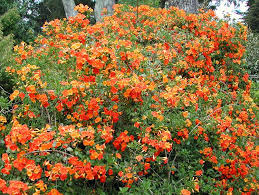 The flower spikes put out showy orange flowers all summer long. Streptosolen Jamesonii Marmalade Bush Fire Bush Orange Browallia