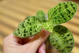 ジュエルオーキッドの成長記録 茶色で落ちそうな葉っぱが 駆け抜けて墓場まで