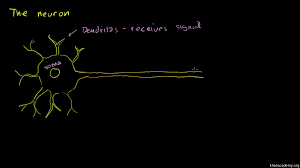 Anatomy Of A Neuron Video Khan Academy