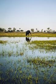 Image result for Habenaria pasmithii