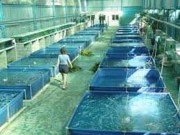 Canvas Tanks Backyard Aquaponics Aquaponics Fish Farming