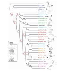 We did not find results for: Prioritizing Invertebrate Genomics Science In The Classroom