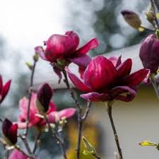 Image result for magnolia genia