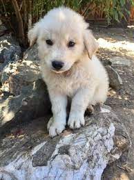 Litter Of 6 Goberian Puppies For Sale In Saratoga Ca Adn 32063 On Puppyfinder Com Gender Male Age 9 Weeks Puppies For Sale Puppies Husky Puppies For Sale