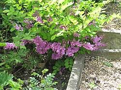 Image result for Indigofera kirkii