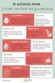 Quels sont les anti pucerons et le traitement adaptés pour débarrasser vos plantes d'intérieur et extérieur des. 10 Astuces Naturelles Pour Lutter Contre Les Pucerons