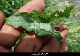 Image result for Rumex sagittatus