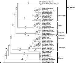 Image result for Platostoma coeruleum