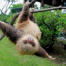 15 Adorable Sloths Here To Remind You To Slow Down And Enjoy Life Happy Animals Cute Baby Sloths Baby Animals Pictures