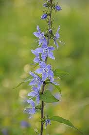 Tall Bellflower Campanula Americana Prairie Nursery Native Plants Plants Blue Flowering Plants Shade Plants