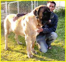 The english mastiff is a breed of large dog. Love Mastiffs Yes I Want A Dog The Size Of A Small Cow Mastiff Puppies Large Dog Breeds Mastiffs