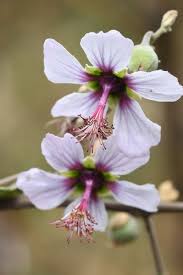 Image result for Malvaceae subfamily Grewioideae